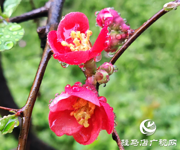 蝶變?nèi)碎g春滿園