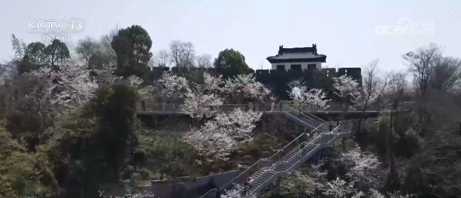 春賞花、夏榨油、秋收糧 “賞花+”扮“靚”經(jīng)濟新增長點