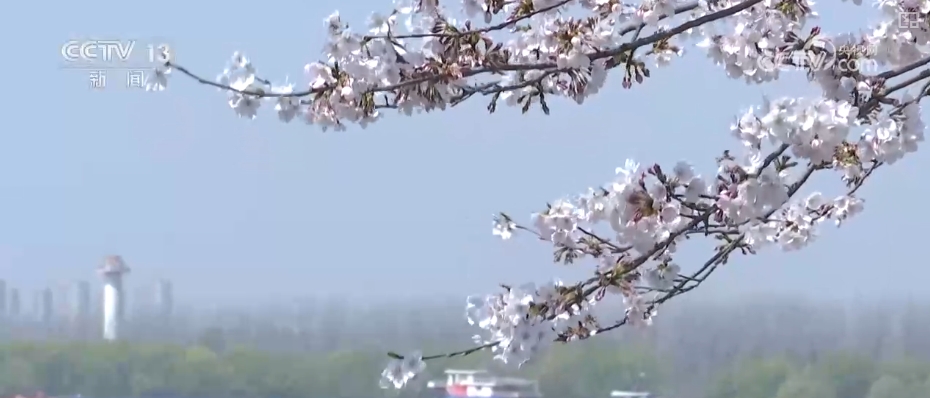 春賞花、夏榨油、秋收糧 “賞花+”扮“靚”經(jīng)濟新增長點