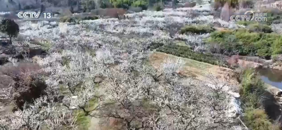 春賞花、夏榨油、秋收糧 “賞花+”扮“靚”經(jīng)濟新增長點