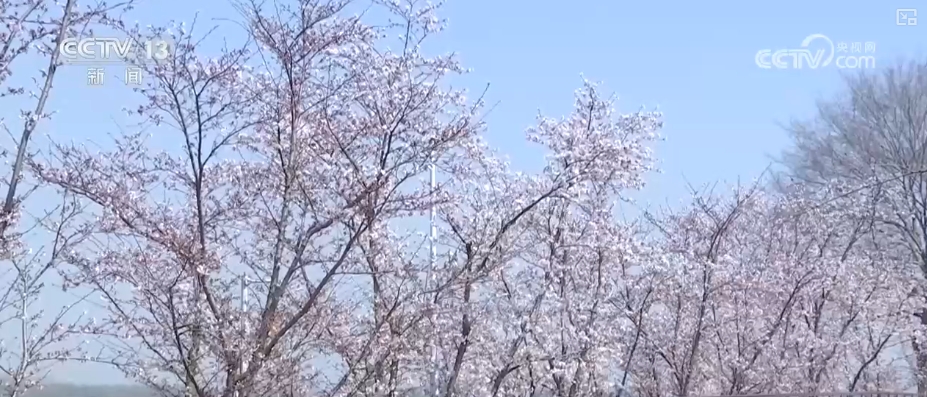 春賞花、夏榨油、秋收糧 “賞花+”扮“靚”經(jīng)濟新增長點