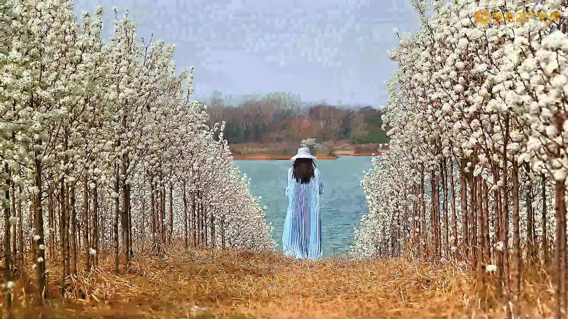 驛城區(qū)板橋鎮(zhèn)：春日里的“梨花盛宴”