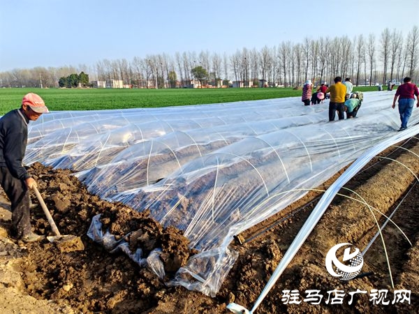  平輿萬畝姜田繪就鄉(xiāng)村振興新圖景“姜”來可期譜新篇