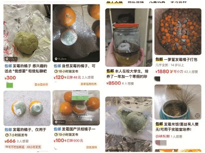 發(fā)霉橘子也能“賣出高價(jià)”，憑啥？