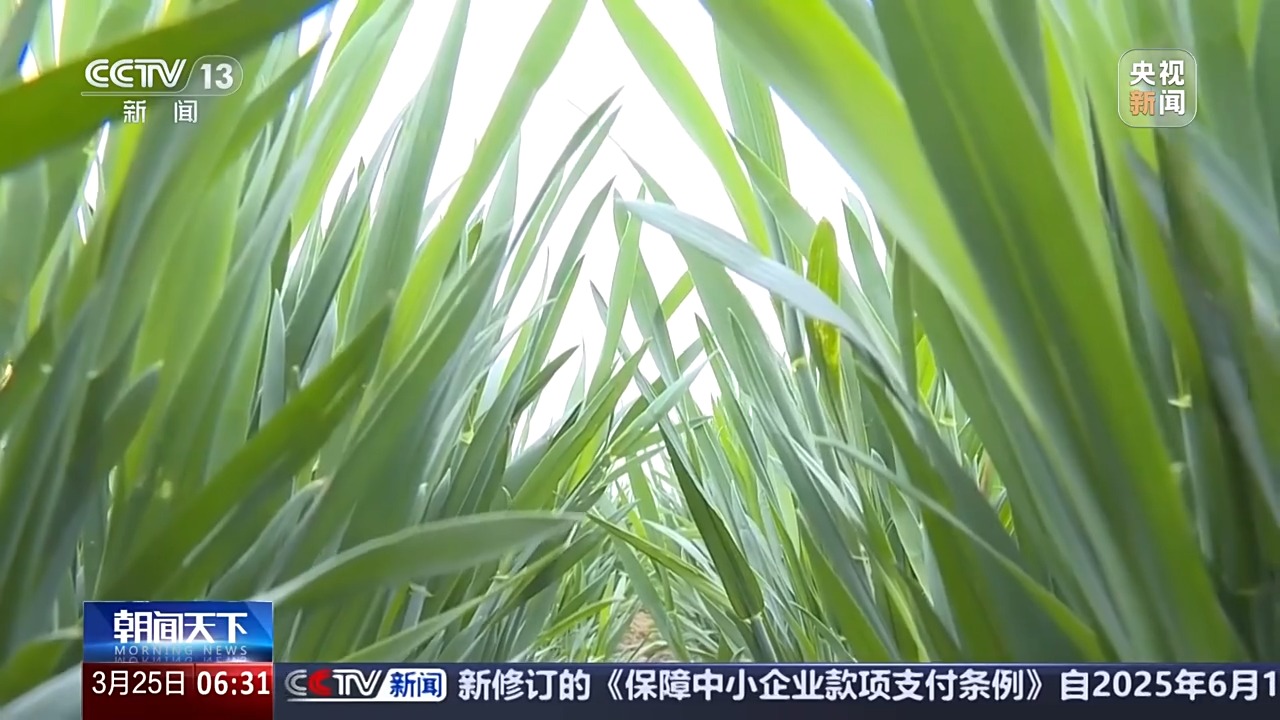 多地氣溫驟降超20℃ 這是“倒春寒”嗎？專家分析