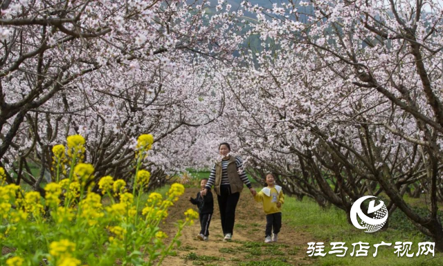 確山縣：三千畝桃林競(jìng)芳菲 螞蟻山成春日打卡地