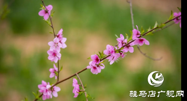 確山：看螞蟻山花海梯田
