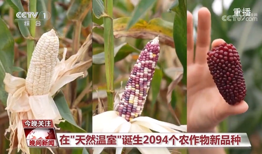 黑紫色玉米、棕色秋葵……你見過的、沒見過的瓜果蔬菜這都有！