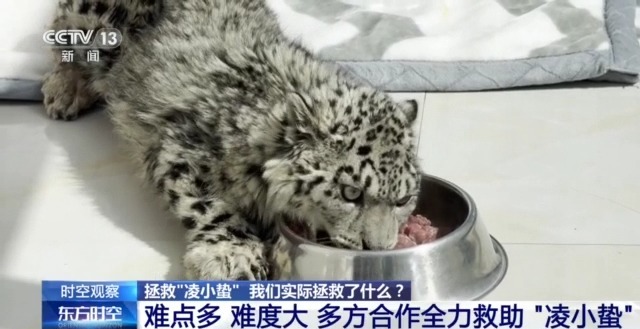 “命懸一線”的小雪豹“凌小蟄”做CT了 最新救治情況→
