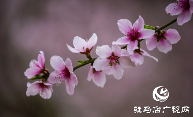 確山：看螞蟻山花海梯田