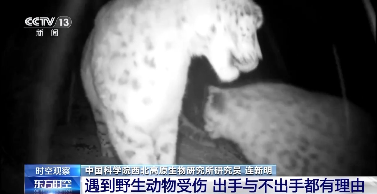 “命懸一線”的小雪豹“凌小蟄”做CT了 最新救治情況→