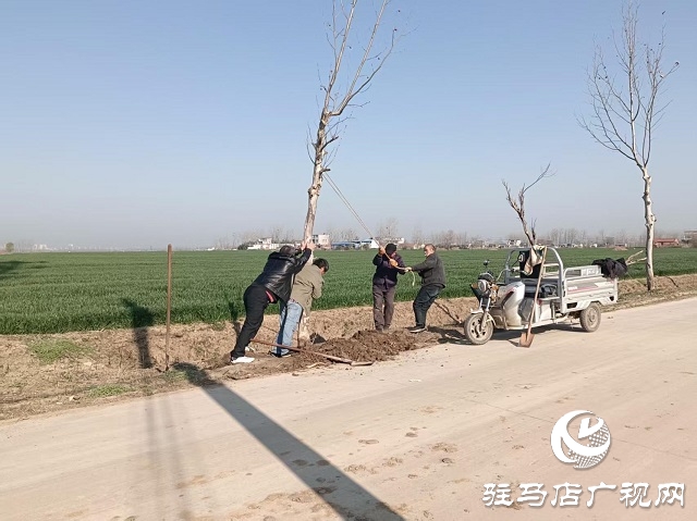  新蔡縣頓崗鄉(xiāng)：強化樹木管護(hù) 鞏固綠化成果