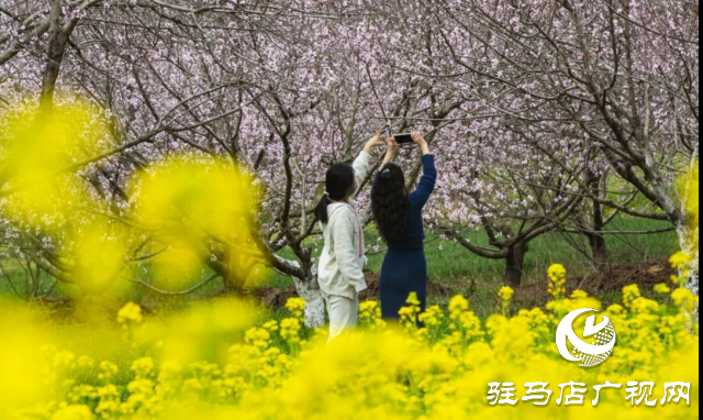 確山：看螞蟻山花海梯田