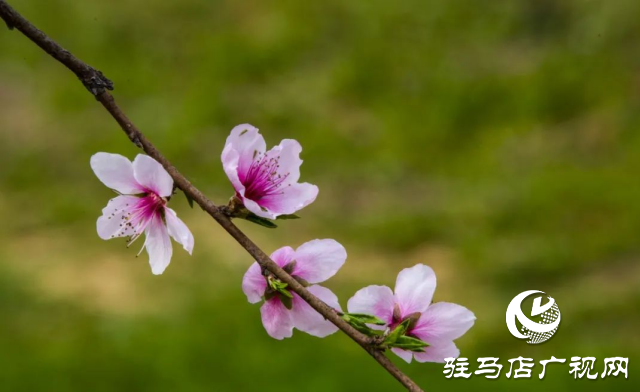 確山：看螞蟻山花海梯田