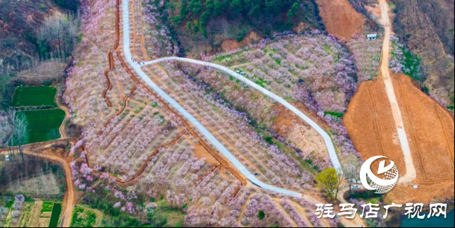 確山：看螞蟻山花海梯田