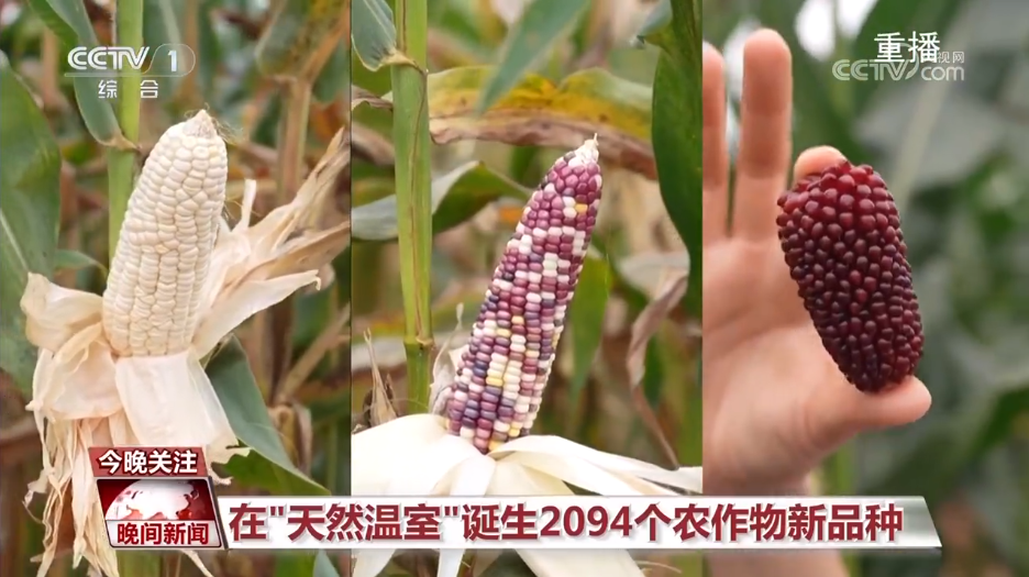 黑紫色玉米、棕色秋葵……你見過的、沒見過的瓜果蔬菜這都有！