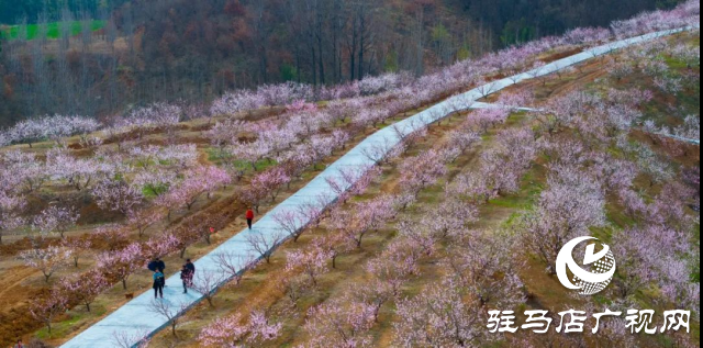 確山：看螞蟻山花海梯田