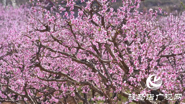 泌陽(yáng)縣：融媒女主播邀您云游馬谷田 感受漫山遍野花海盛宴