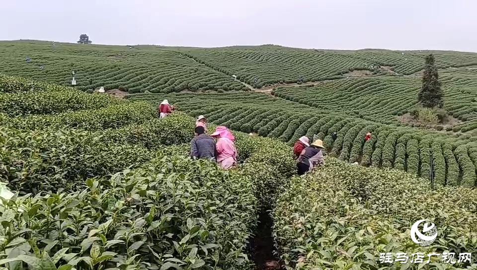 正陽(yáng)：150名采茶女工到浙江安吉采摘新茶