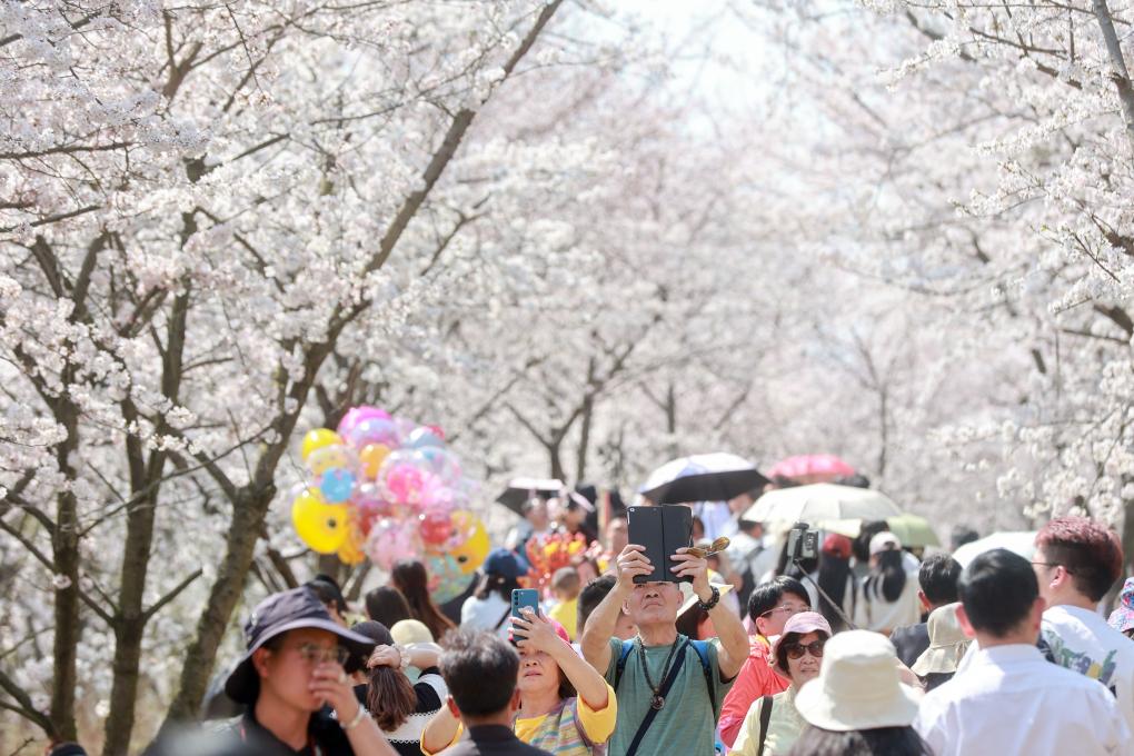 從“劇效應(yīng)”到“花經(jīng)濟” 春日文旅消費市場活力滿滿