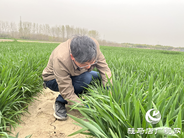 寒潮來襲小麥如何保暖？駐馬店農科專家支招科學應對