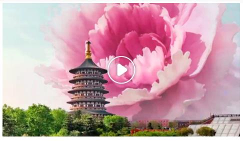 第42屆中國(guó)洛陽(yáng)牡丹文化節(jié)【沉浸賞花篇】