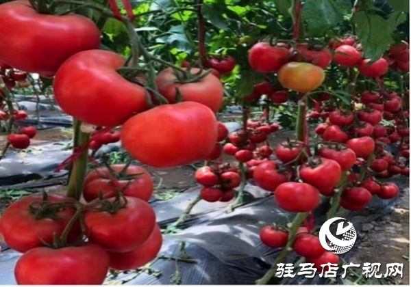 遂平縣沈寨鎮(zhèn)沈莊村：黨建引領繪就鄉(xiāng)村振興新圖景