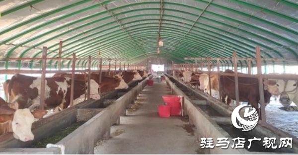 遂平縣沈寨鎮(zhèn)沈莊村：黨建引領(lǐng)繪就鄉(xiāng)村振興新圖景