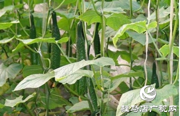 遂平縣沈寨鎮(zhèn)沈莊村：黨建引領繪就鄉(xiāng)村振興新圖景