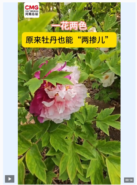 一花兩色 原來牡丹也能“兩摻”