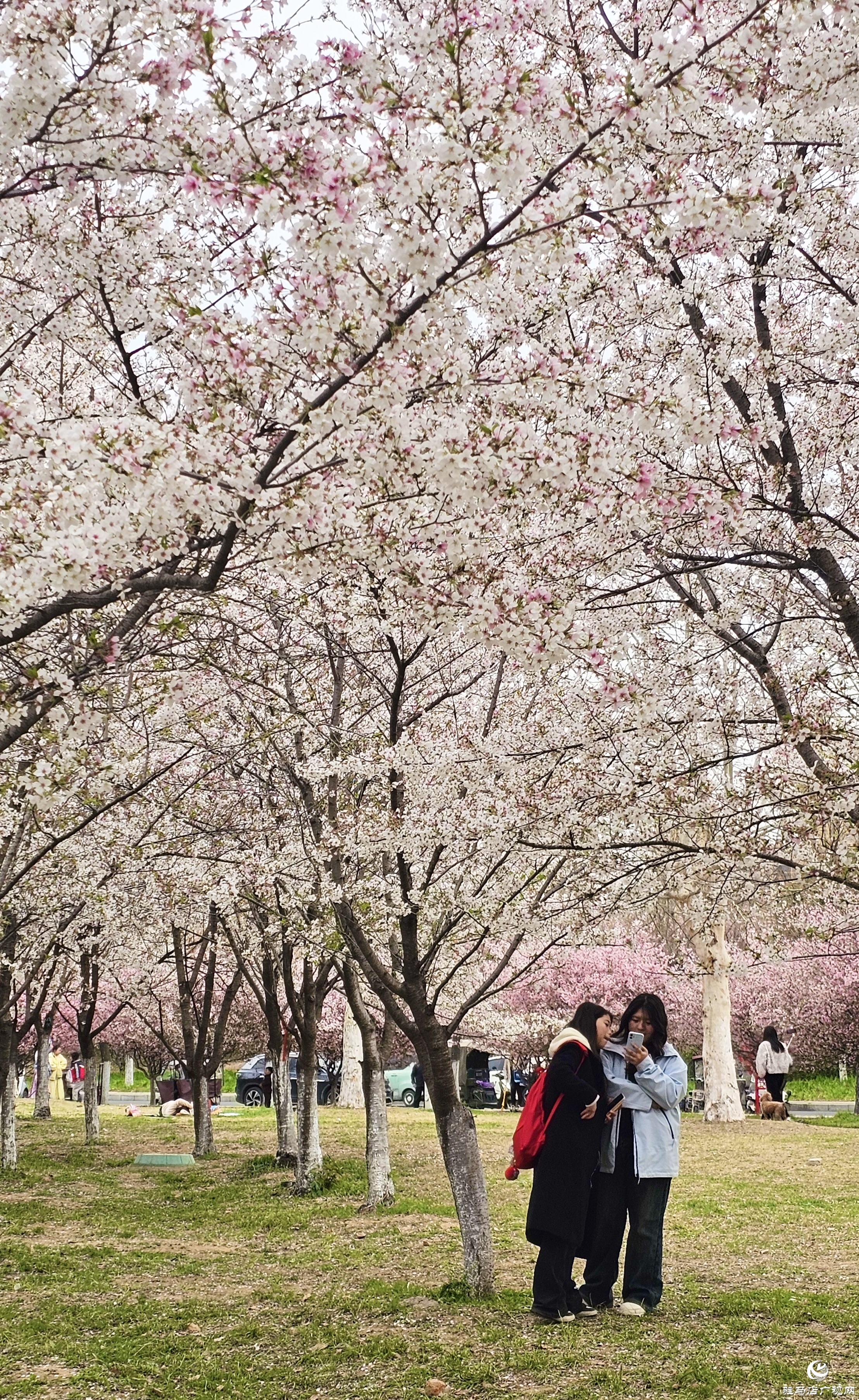 遂平玉湖公園櫻花盛放 邀您共赴春日浪漫之約