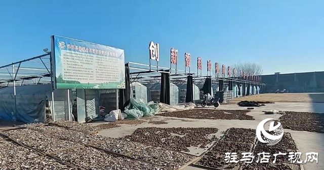 泌陽(yáng)縣花園街道：著力推動(dòng)食用菌特色產(chǎn)業(yè)創(chuàng)建