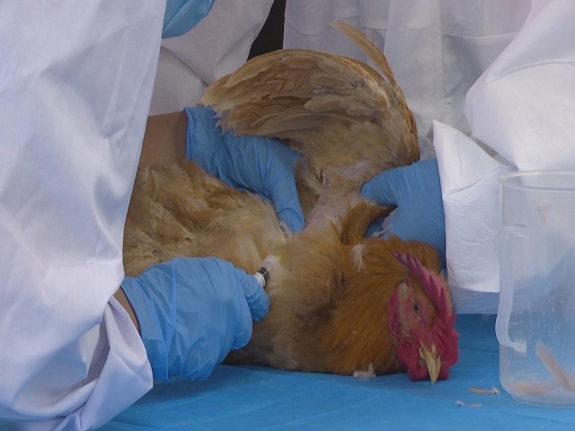 駐馬店市動物防疫檢疫中心發(fā)布4月份動物預(yù)警預(yù)報