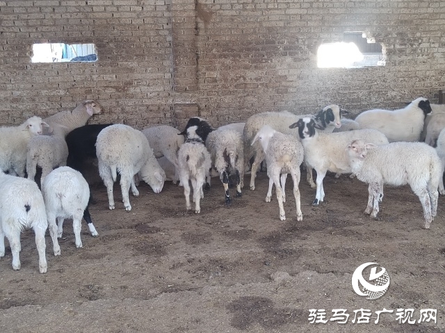駐馬店市動物防疫檢疫中心發(fā)布4月份動物預警預報
