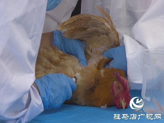 駐馬店市動物防疫檢疫中心發(fā)布4月份動物預警預報
