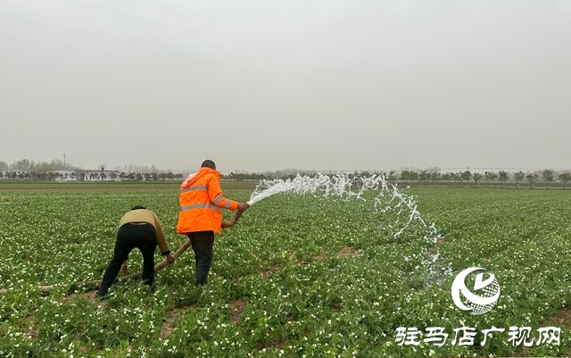 泌陽縣郭集鎮(zhèn)：打好抗旱“主動仗” 多措并舉保糧增收
