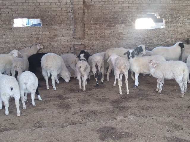 駐馬店市動物防疫檢疫中心發(fā)布4月份動物預(yù)警預(yù)報