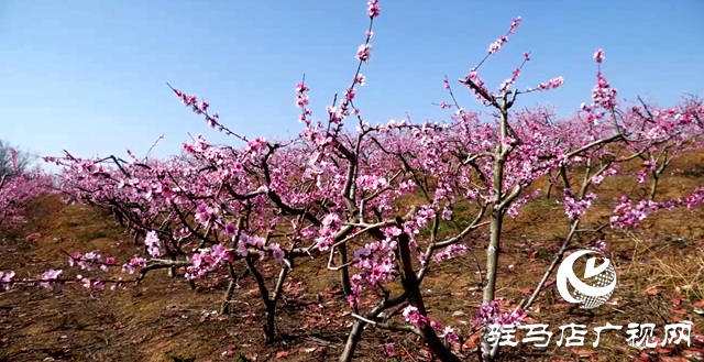 微信截圖_20250402103329.png
