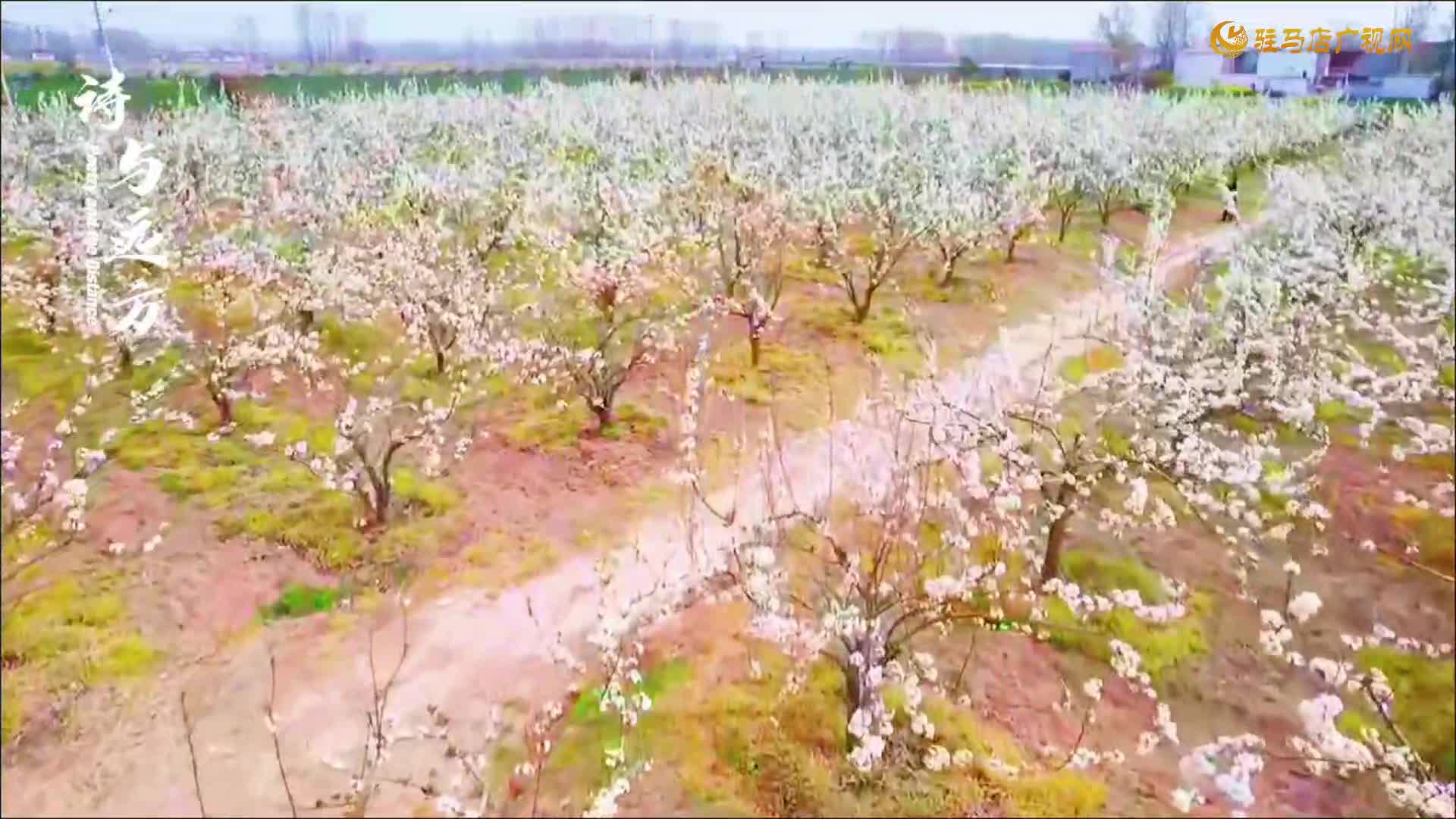 【大美天中】平輿縣東皇街道：梨花綻放引客來(lái)