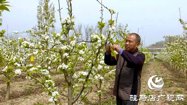 正陽縣：果樹管理正當時?繪就鄉(xiāng)村好“豐”景