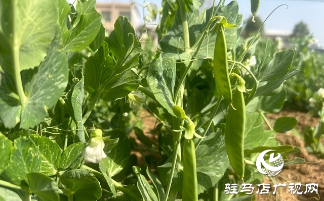 泌陽(yáng)縣郭集鎮(zhèn)：3萬(wàn)畝豌豆即將迎來(lái)采摘豐收季