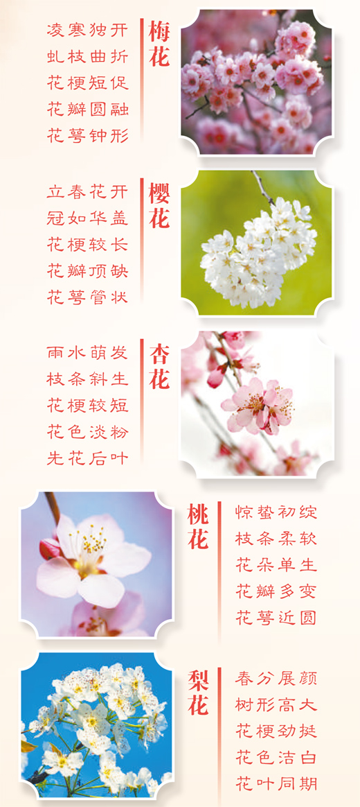 春天里的這些花，如何分辨？