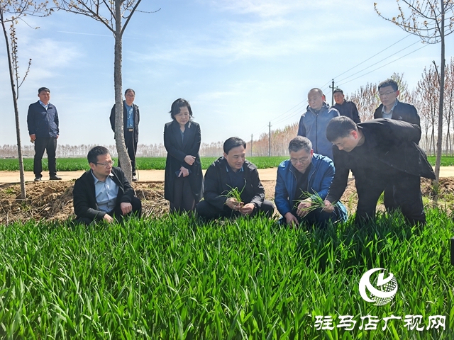  西平縣委書記侯公濤調(diào)研水利項(xiàng)目建設(shè)、麥田管理等重點(diǎn)工作