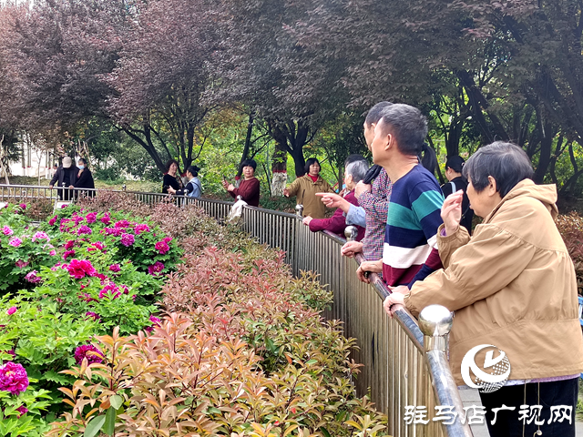 駐馬店南海公園1000多株牡丹迎來盛花期