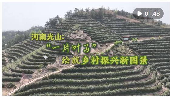 河南光山：“一片葉子”繪就鄉(xiāng)村振興新畫卷