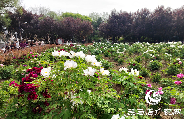 駐馬店南海公園1000多株牡丹迎來盛花期