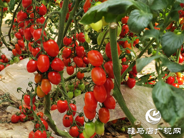 驛城區(qū)：特色種植結(jié)出致富果 農(nóng)旅融合繪鄉(xiāng)村振興新圖景