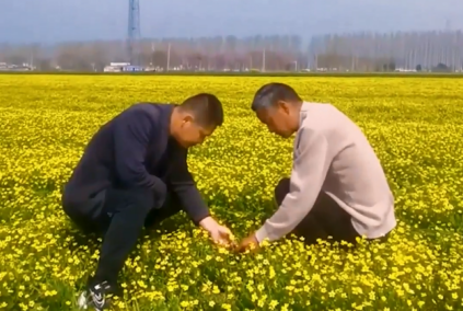 貓爪草花開春意濃 特色種植繪就鄉(xiāng)村美麗長卷