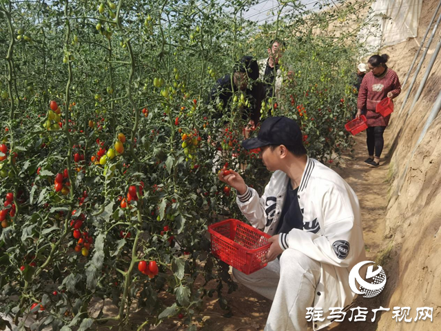 驛城區(qū)：特色種植結(jié)出致富果 農(nóng)旅融合繪鄉(xiāng)村振興新圖景