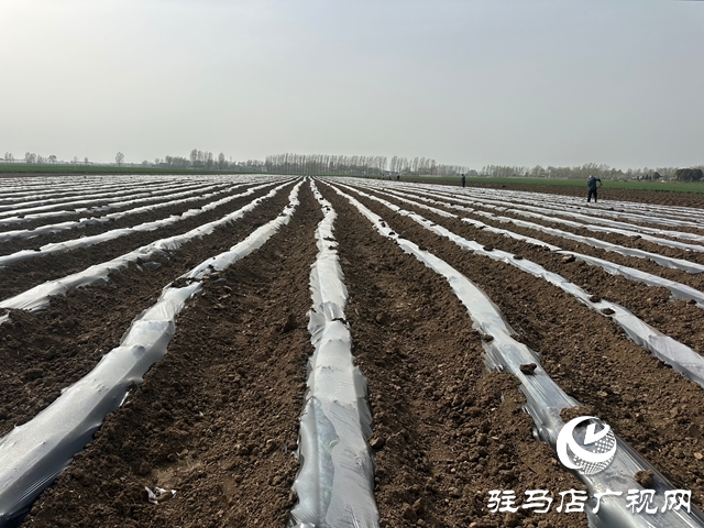 泌陽縣郭集鎮(zhèn)：搶抓農(nóng)時移栽煙苗 特色產(chǎn)業(yè)助力鄉(xiāng)村振興